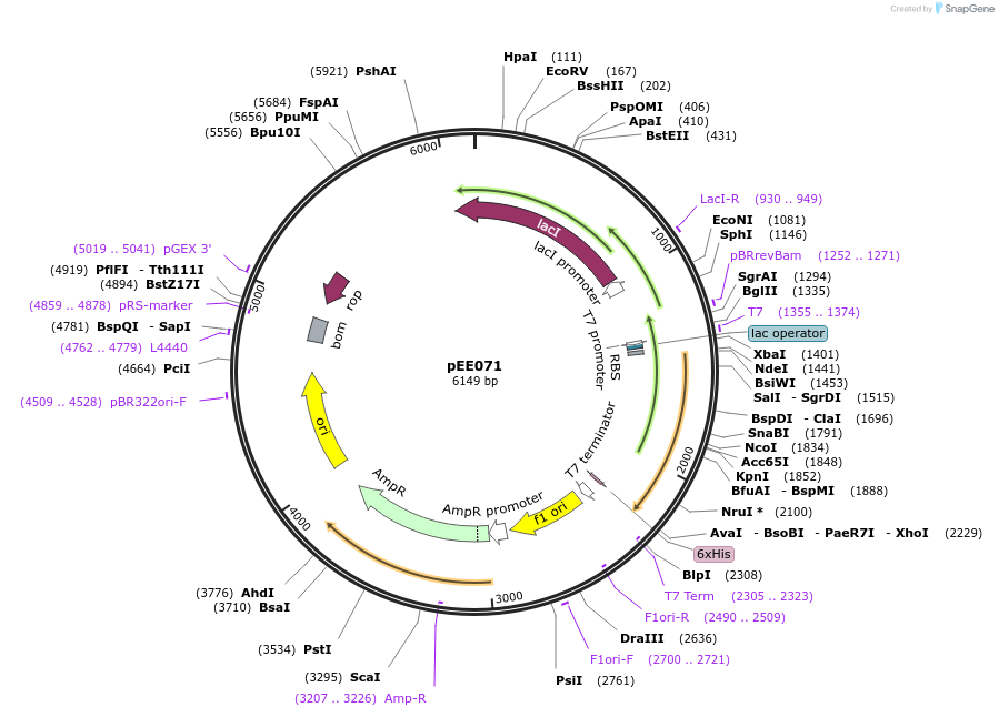 176828-plasmid-map-sequence-id-349686