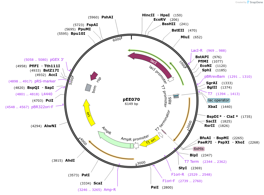 176827-plasmid-map-sequence-id-349687