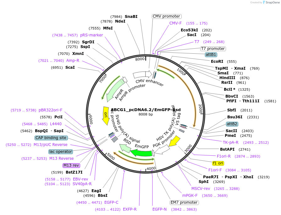 176944-plasmid-map-sequence-id-349694