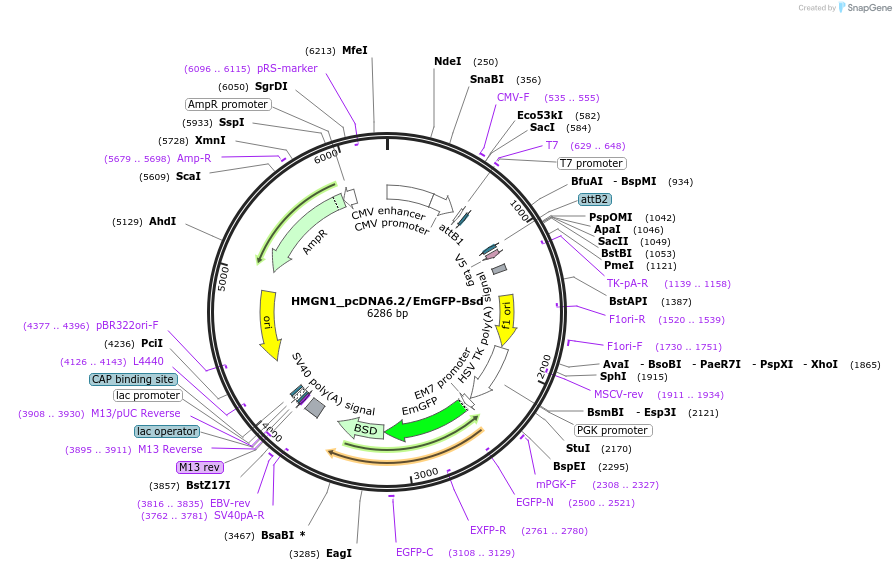 176943-plasmid-map-sequence-id-349698
