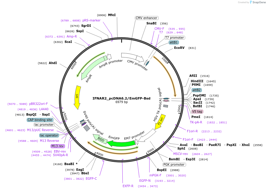 176938-plasmid-map-sequence-id-349703