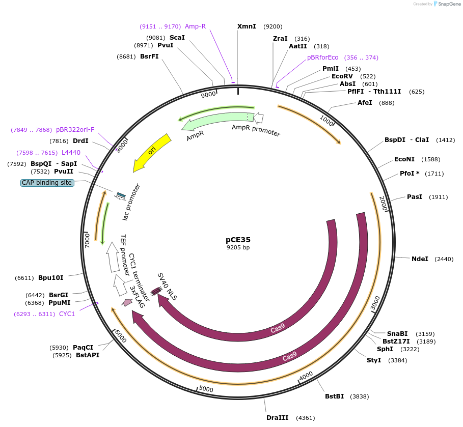174409-plasmid-map-sequence-id-349711