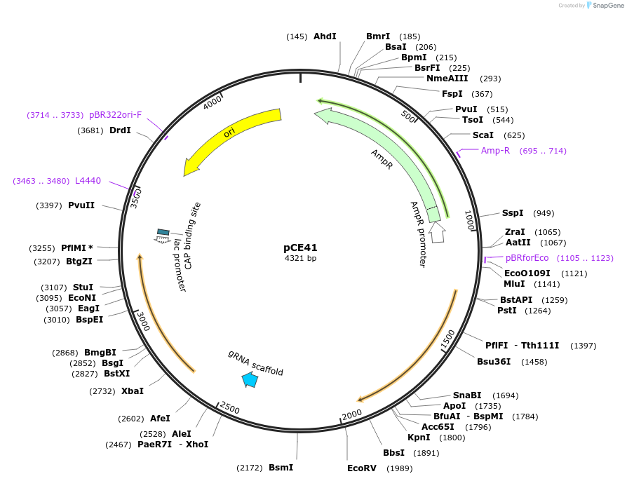 174433-plasmid-map-sequence-id-349717