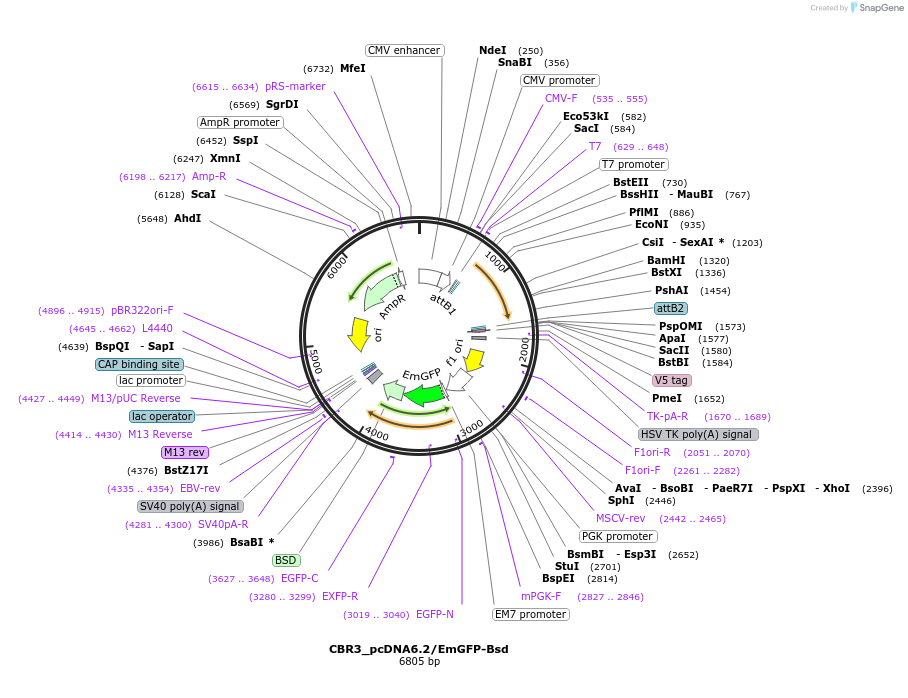 176961-plasmid-map-sequence-id-349720
