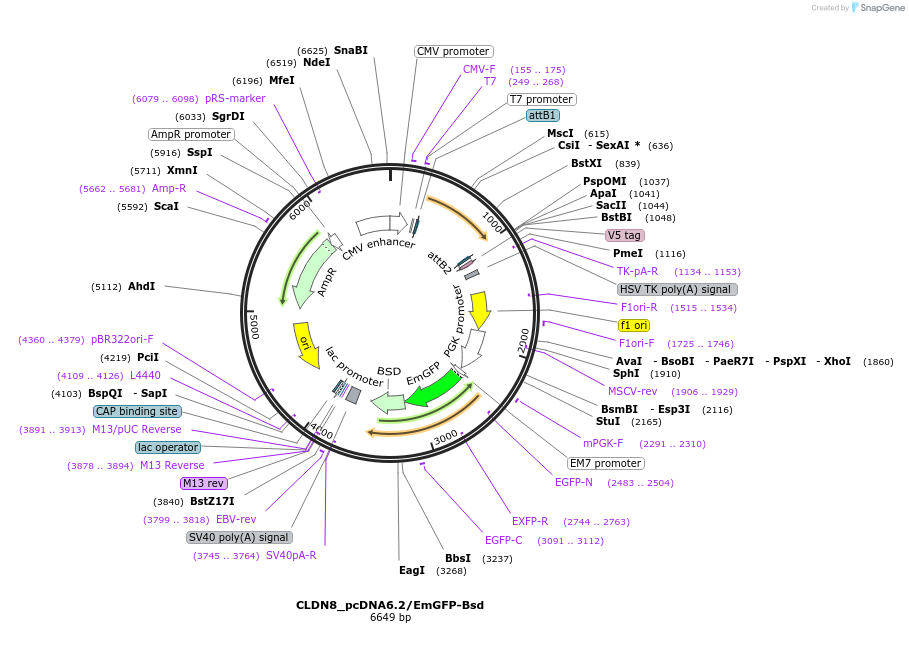 176963-plasmid-map-sequence-id-349721
