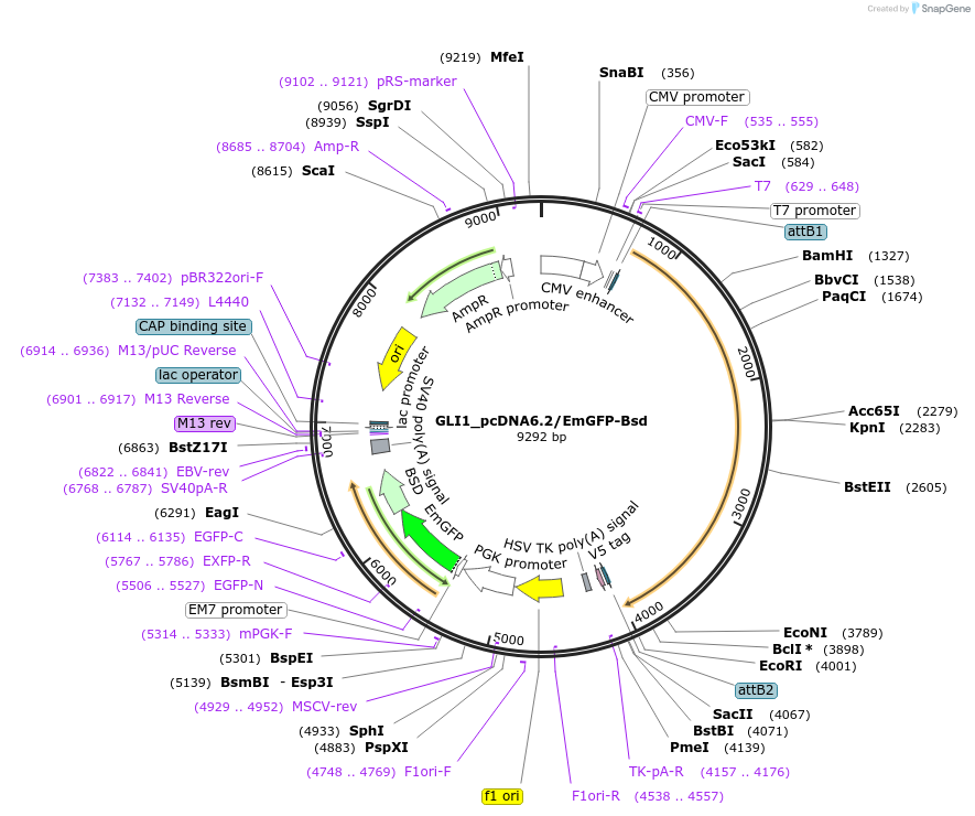 176968-plasmid-map-sequence-id-349727