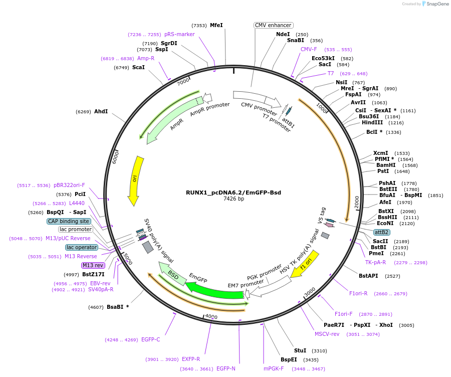 176974-plasmid-map-sequence-id-349734