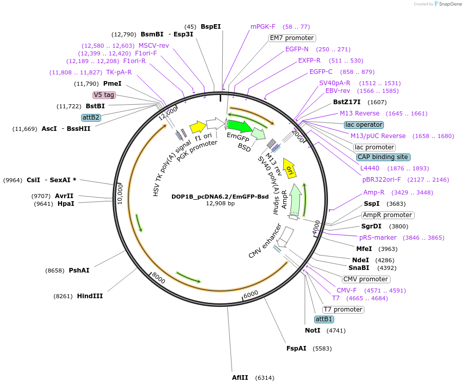 176979-plasmid-map-sequence-id-349736