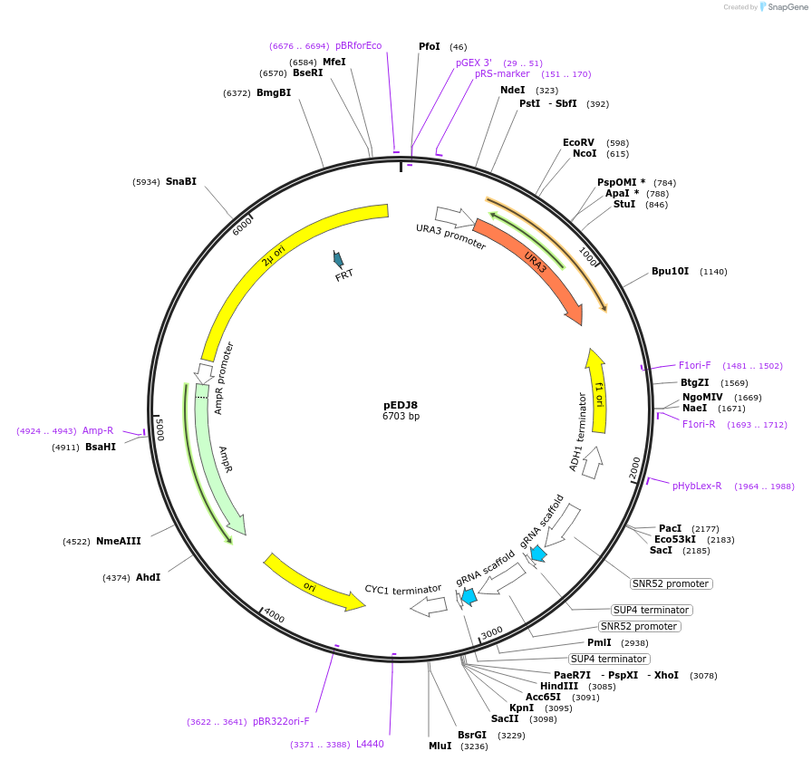 177271-plasmid-map-sequence-id-349773