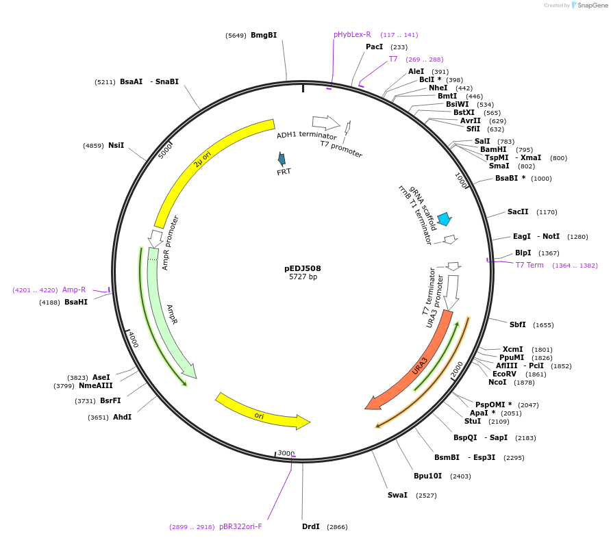 177275-plasmid-map-sequence-id-349775