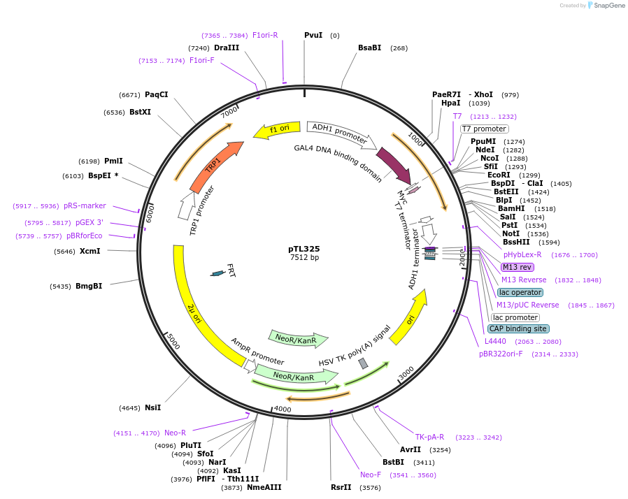 168386-plasmid-map-sequence-id-349778