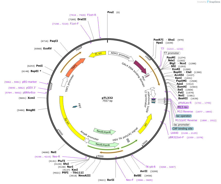 168393-plasmid-map-sequence-id-349787