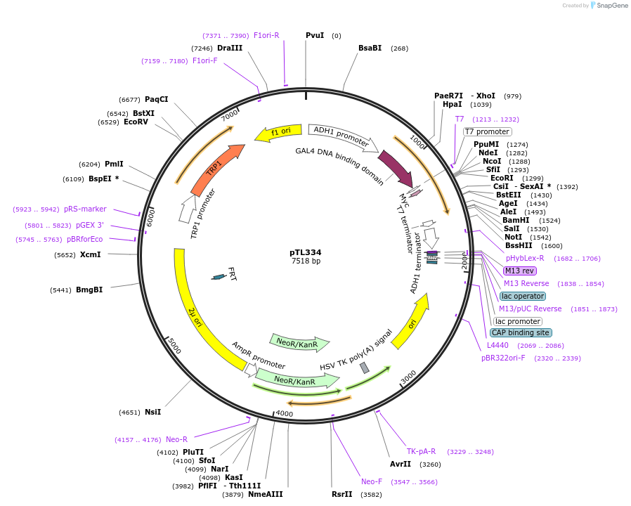 168395-plasmid-map-sequence-id-349790