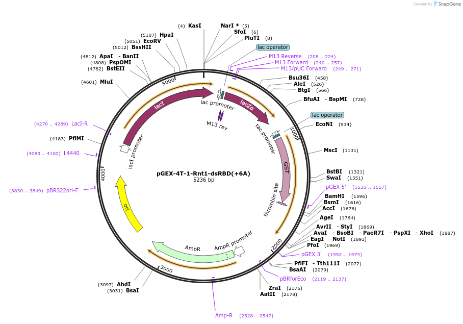 171552-plasmid-map-sequence-id-349791