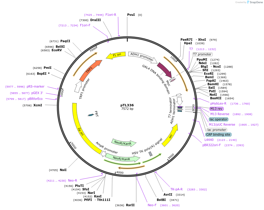 168396-plasmid-map-sequence-id-349792