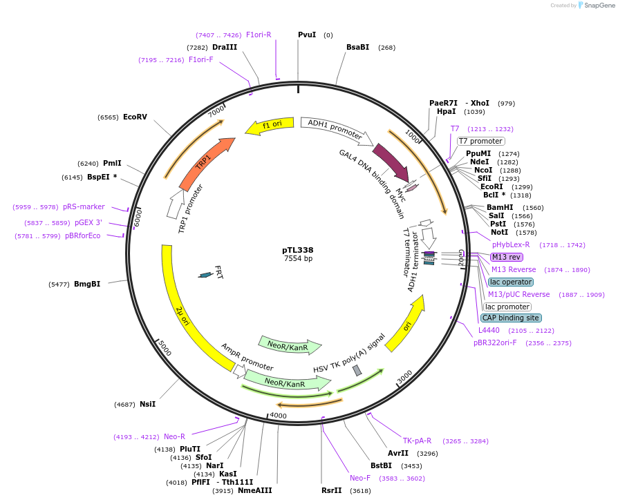 168399-plasmid-map-sequence-id-349795