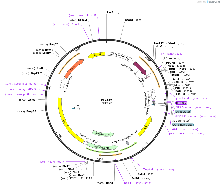 168400-plasmid-map-sequence-id-349796