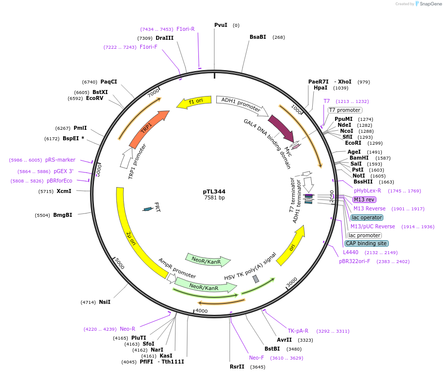 168405-plasmid-map-sequence-id-349803