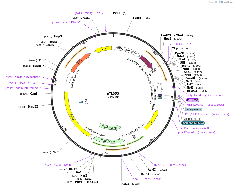 168414-plasmid-map-sequence-id-349811