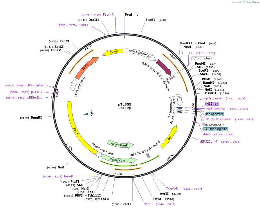 168416-plasmid-map-sequence-id-349814