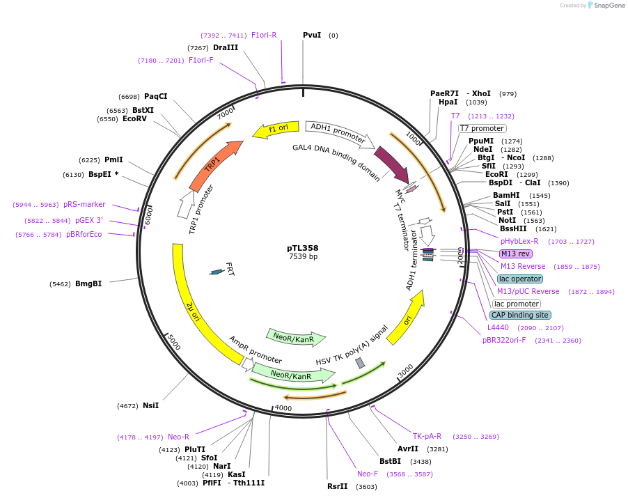 168419-plasmid-map-sequence-id-349818