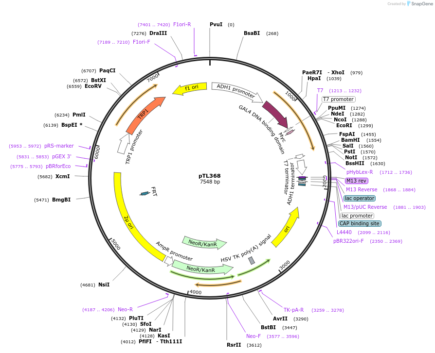 168429-plasmid-map-sequence-id-349824
