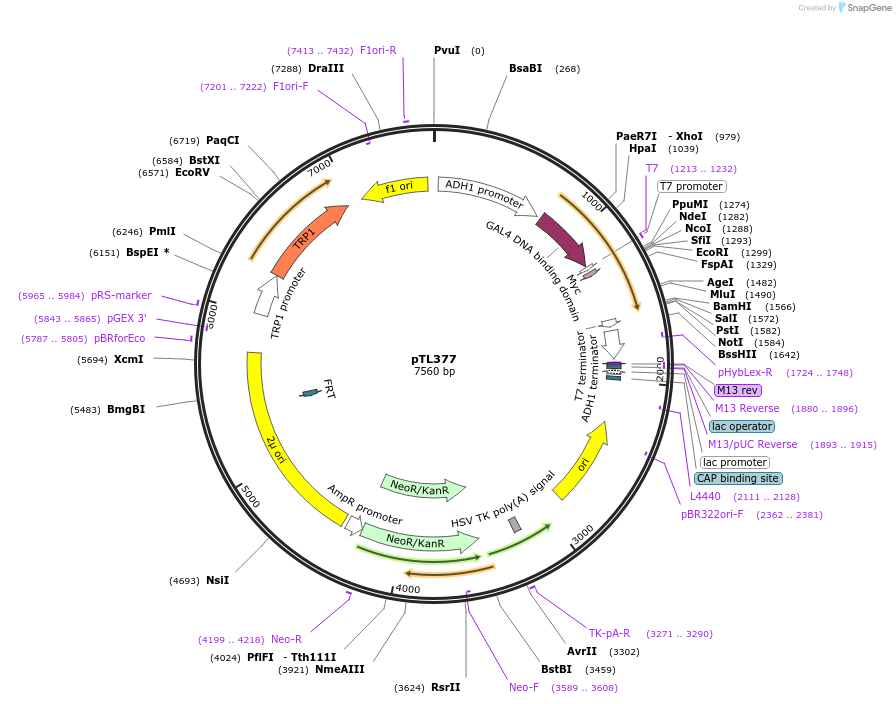 168438-plasmid-map-sequence-id-349828