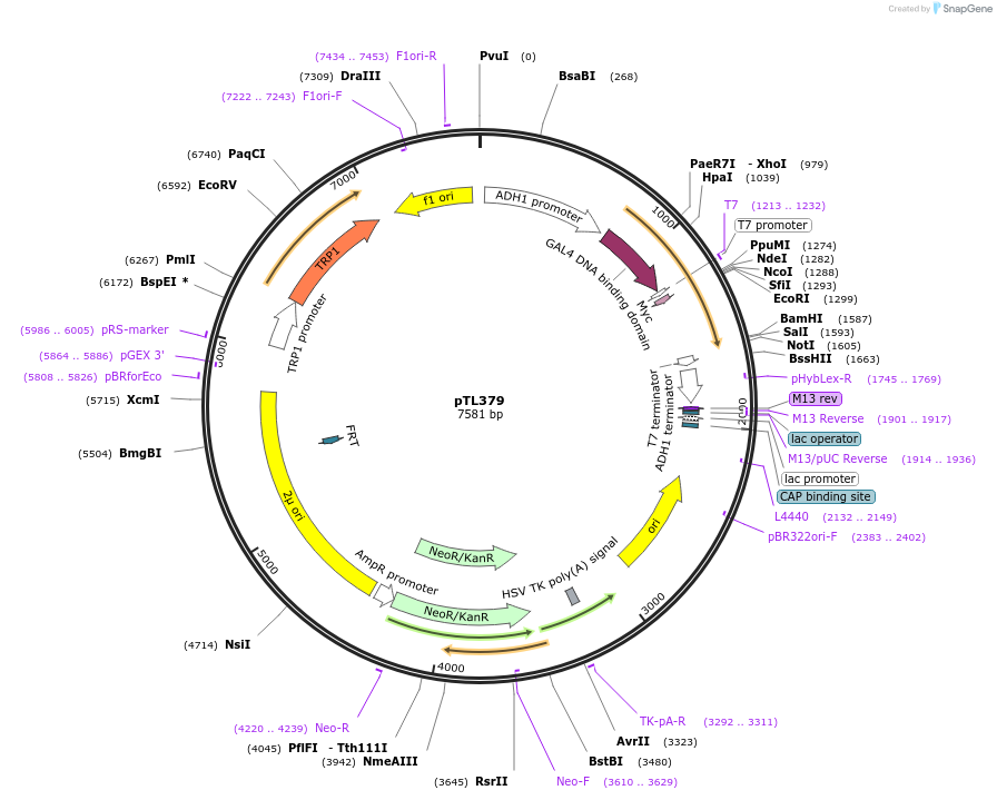 168440-plasmid-map-sequence-id-349830