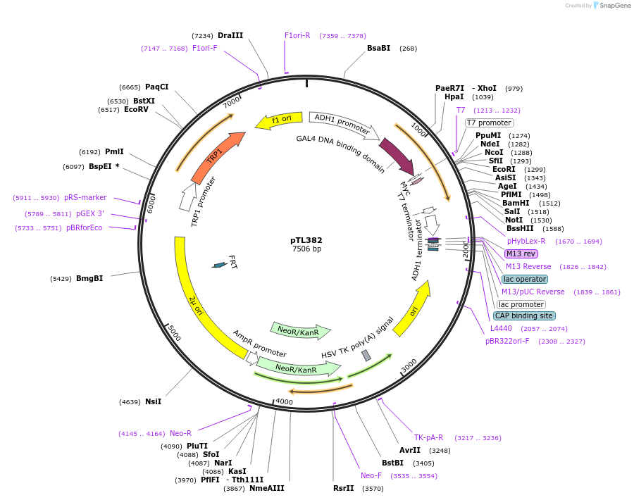 168443-plasmid-map-sequence-id-349833