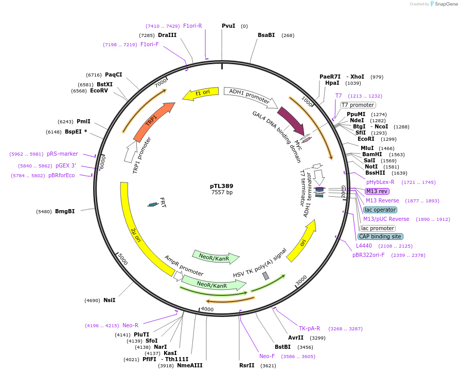168450-plasmid-map-sequence-id-349835