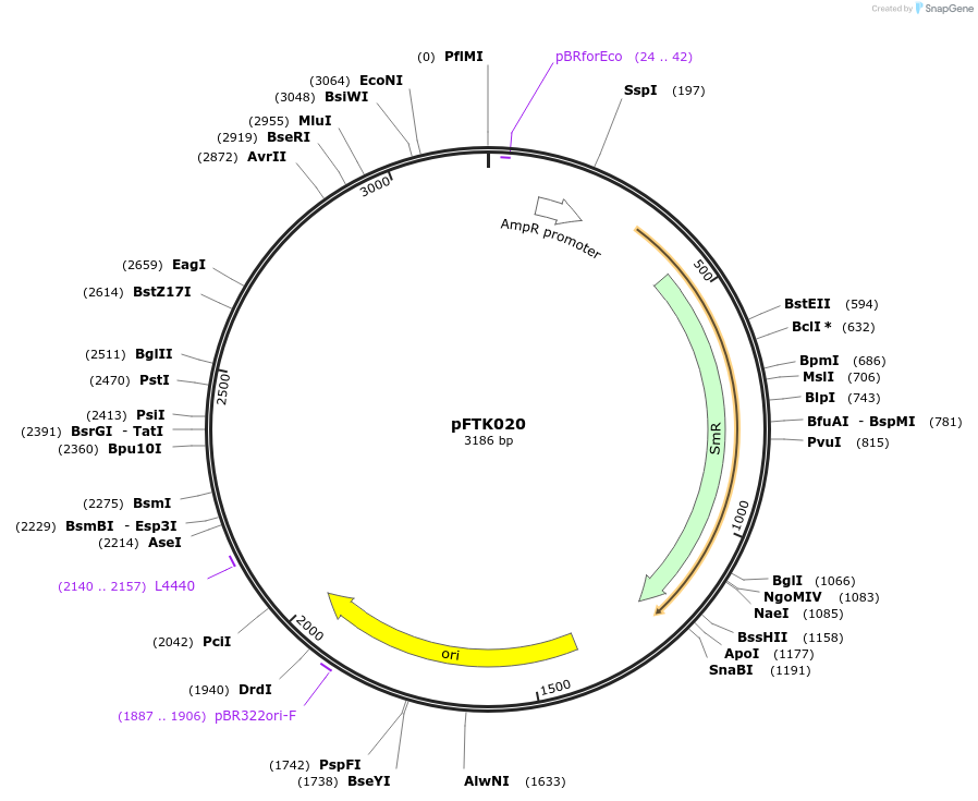 171292-plasmid-map-sequence-id-349836