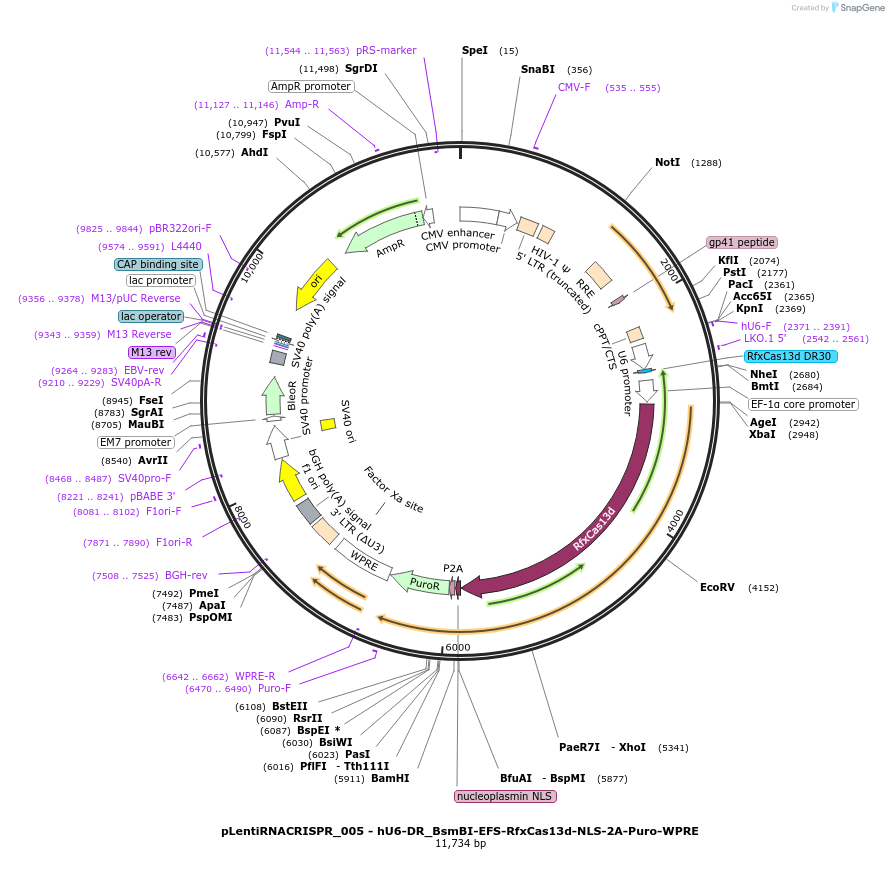 138147-plasmid-map-sequence-id-349848