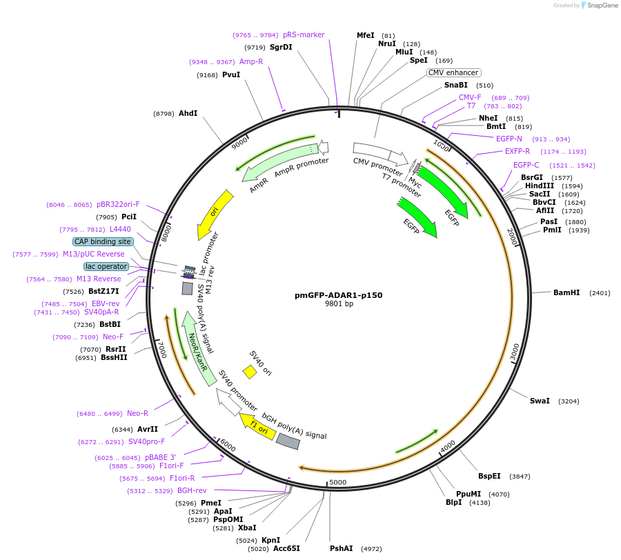 117927-plasmid-map-sequence-id-349849