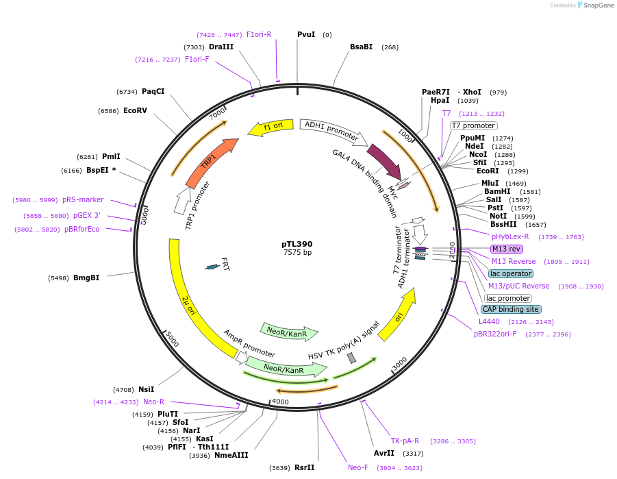 168451-plasmid-map-sequence-id-349850