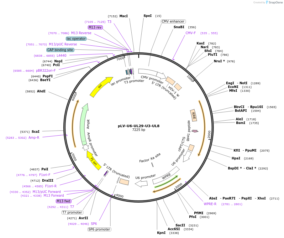 166685-plasmid-map-sequence-id-349861