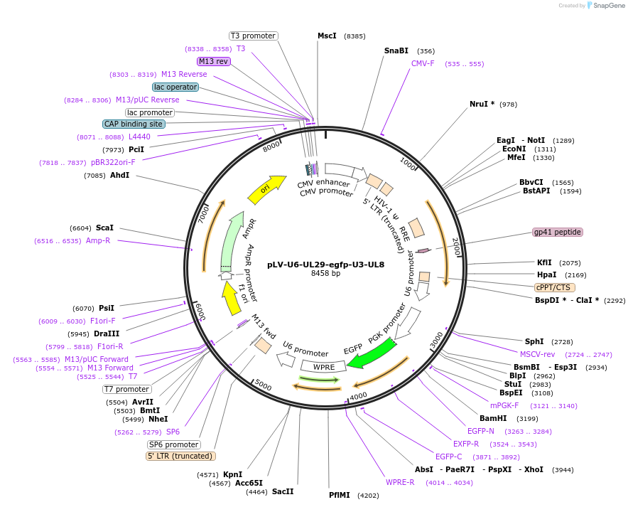166694-plasmid-map-sequence-id-349865