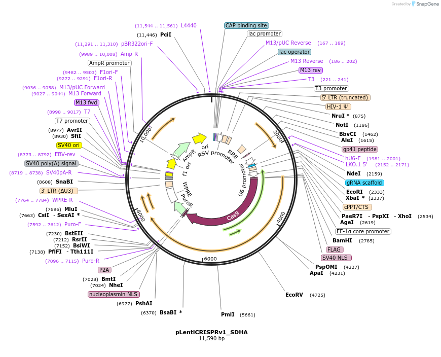177980-plasmid-map-sequence-id-349866