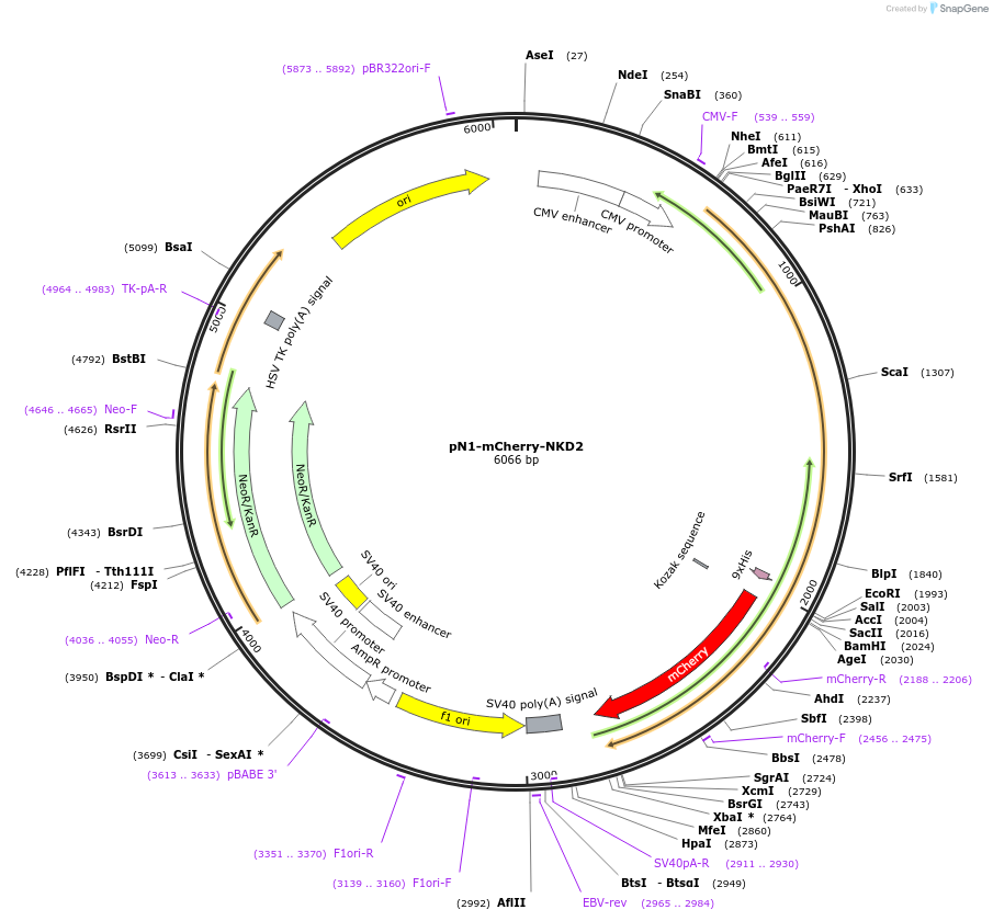 176641-plasmid-map-sequence-id-349875