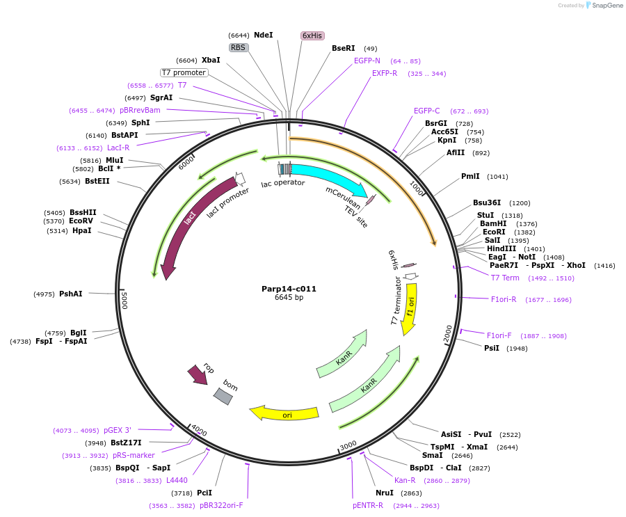 173098-plasmid-map-sequence-id-349879