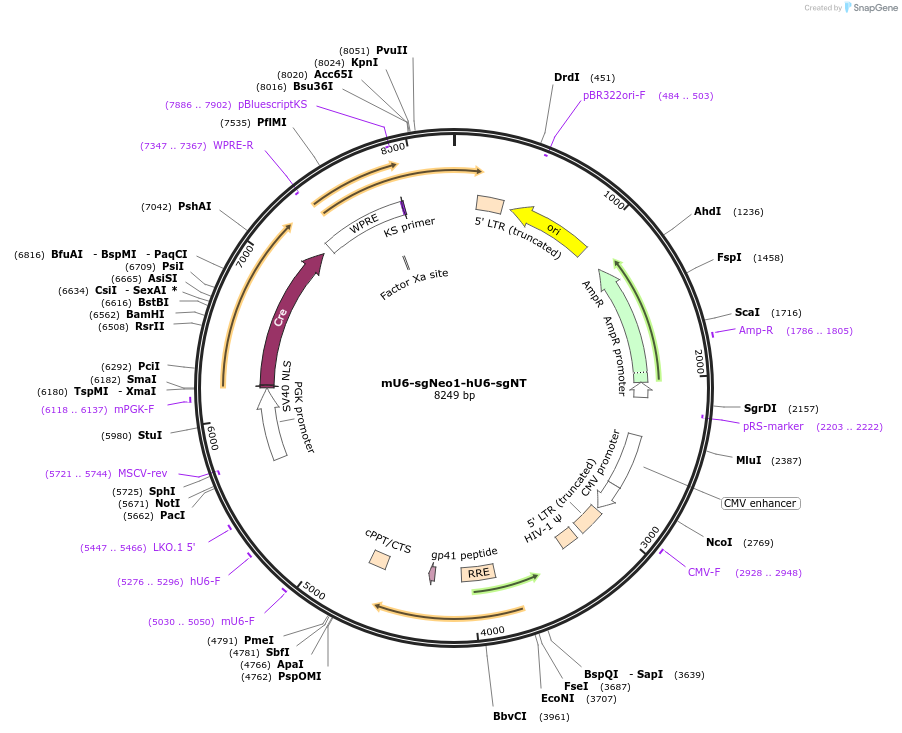 177211-plasmid-map-sequence-id-349887