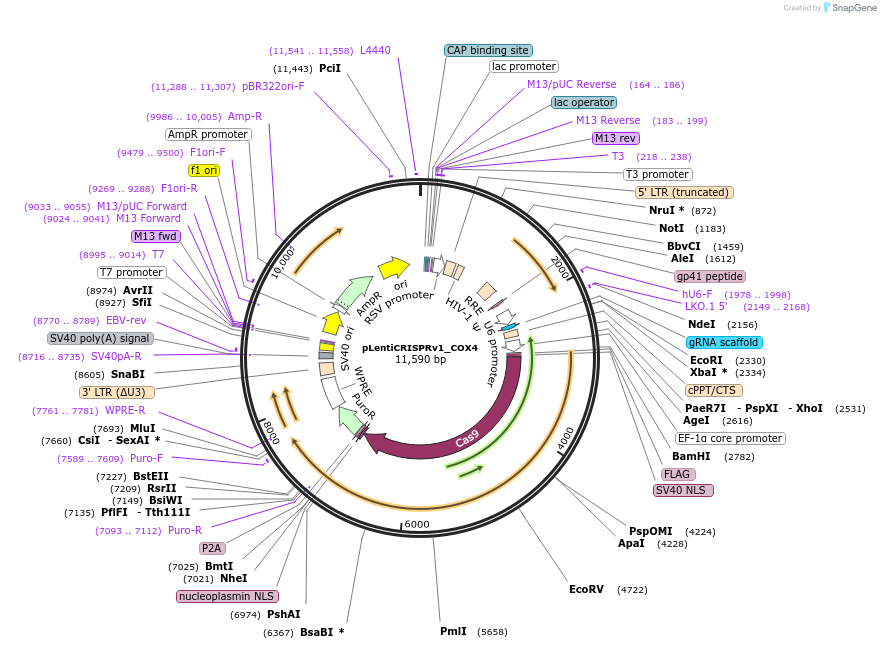 177983-plasmid-map-sequence-id-349890