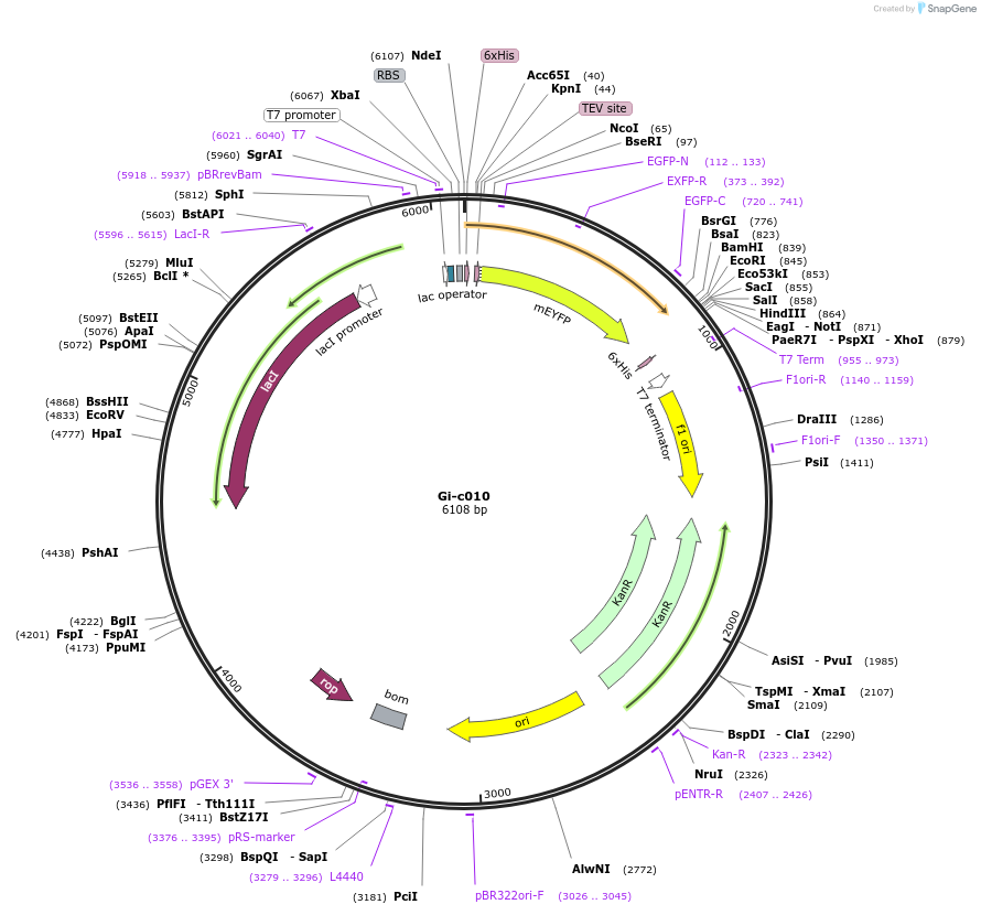 173080-plasmid-map-sequence-id-349896