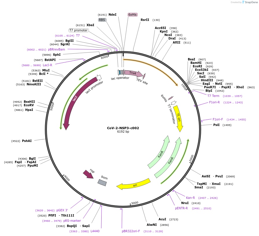 173084-plasmid-map-sequence-id-349898