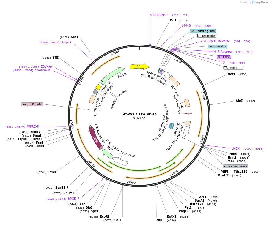 177976-plasmid-map-sequence-id-349899