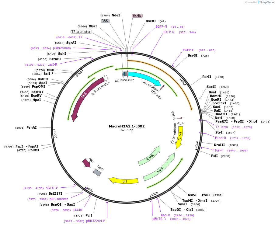 173087-plasmid-map-sequence-id-349903