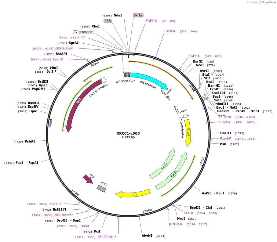173090-plasmid-map-sequence-id-349905