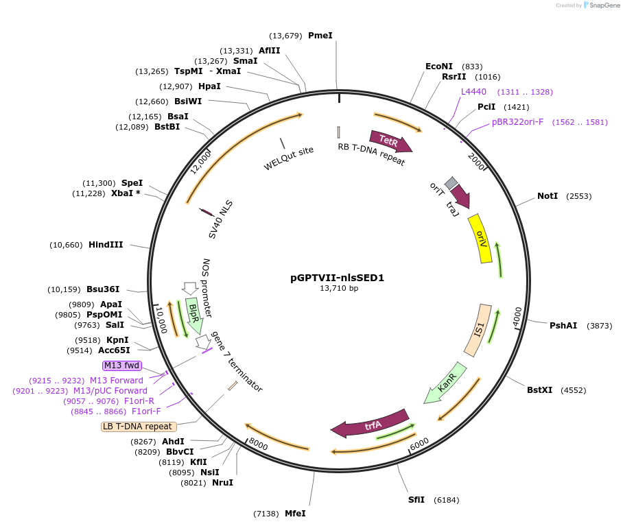 178190-plasmid-map-sequence-id-349908