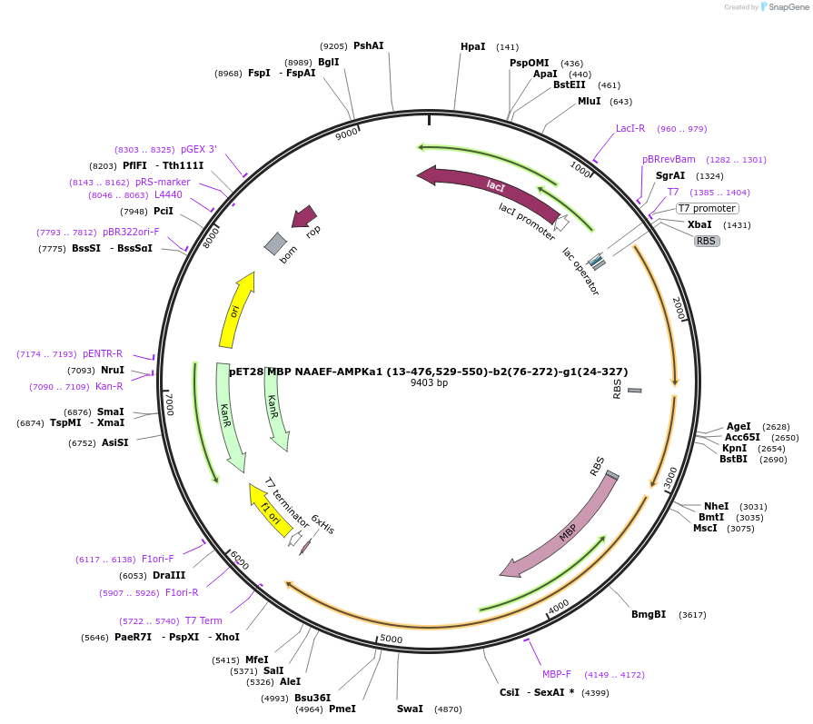 177850-plasmid-map-sequence-id-349909