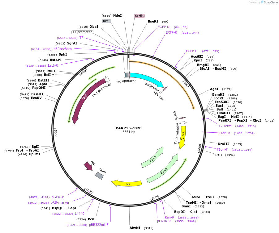 173101-plasmid-map-sequence-id-349912
