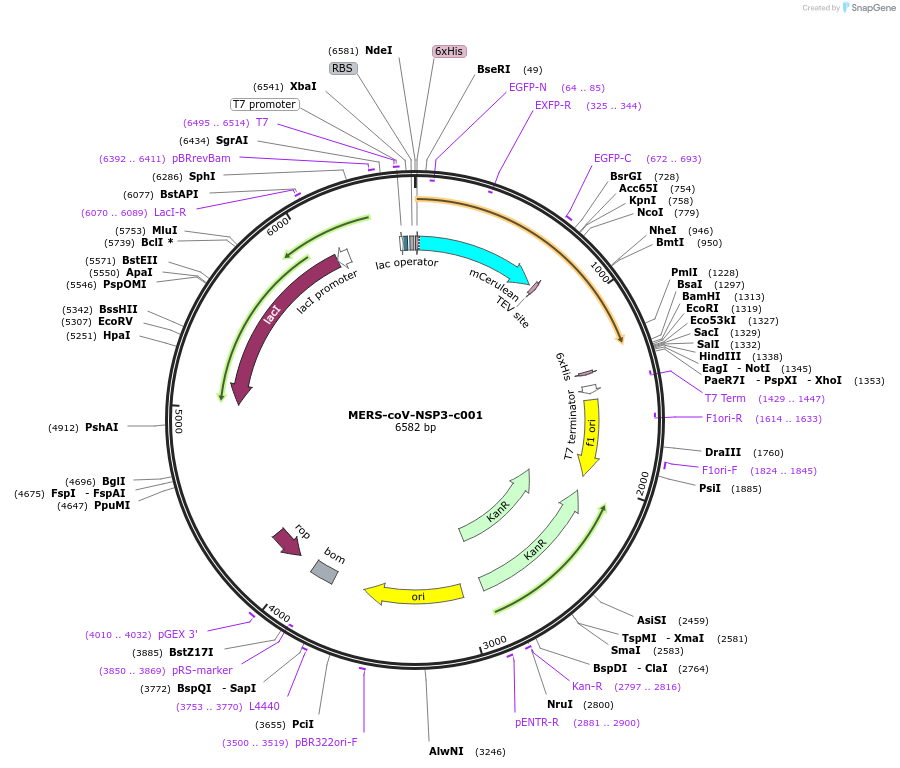 173085-plasmid-map-sequence-id-349919